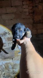 Cuccioli di Pastore Tedesco