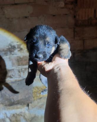 Cuccioli di Pastore Tedesco