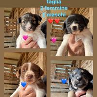 Cuccioli piccola taglia