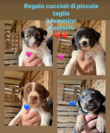 Cuccioli piccola taglia