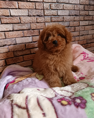 Pomapoo