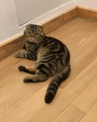 Scottish fold Tabby maschio per accoppiamento