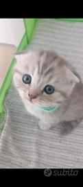 Cuccioli scottish straight e fold