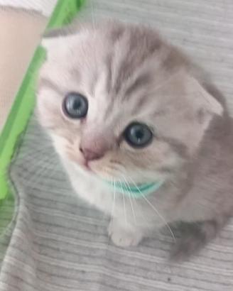 Cuccioli scottish straight e fold