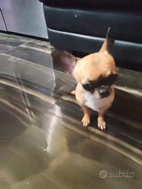 cdr chihuahua mini Toy 