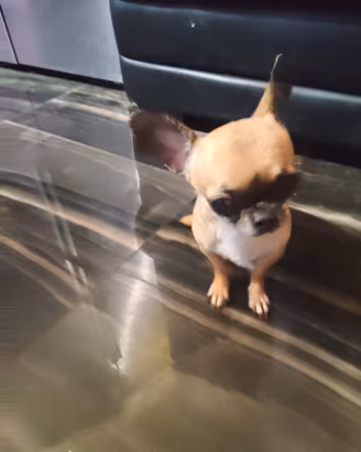 cdr chihuahua mini Toy 