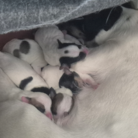 Cuccioli Jack Russel