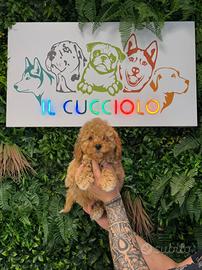 Cuccioli di barboncino toy
