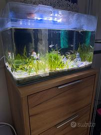 Acquario