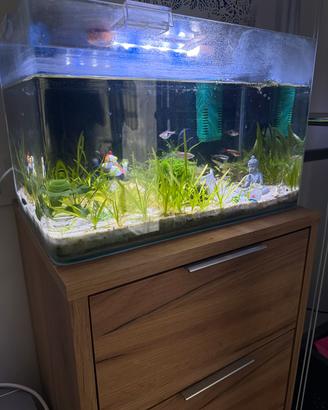 Acquario