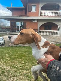 Pointer cucciolone