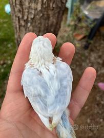 Pulli di cocorite da allevare a mano