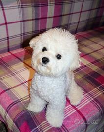 Cagnolino maschietto razza pura Bichon frisé