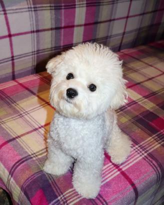 Cagnolino maschietto razza pura Bichon frisé