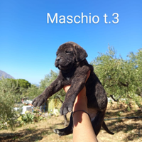 Cuccioli di cane corso