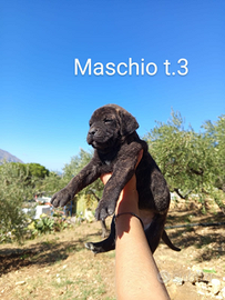 Cuccioli di cane corso