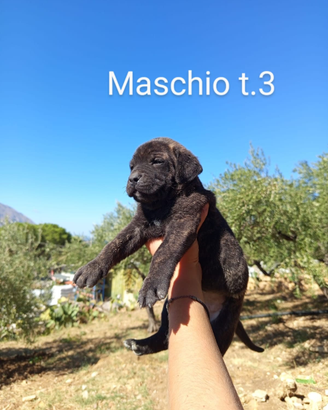 Cuccioli di cane corso