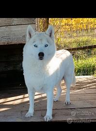 Siberian husky adulti