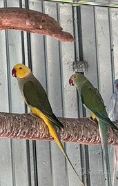 Parrocchetti dal collare