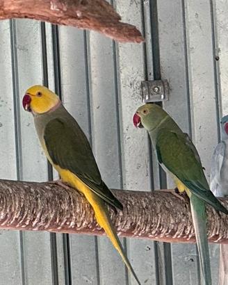 Parrocchetti dal collare