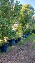alberi, alberature, cespugli, arbusti