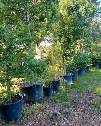 alberi, alberature, cespugli, arbusti