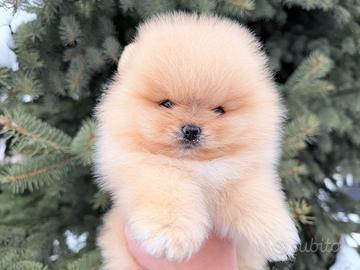 Spitz di Pomerania femmina ENCI FCI