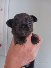 Chihuahua 