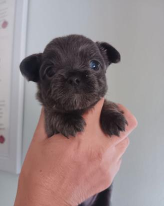 Chihuahua 