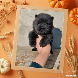 Chow chow
