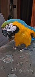 Ara ararauna