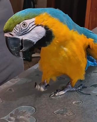 Ara ararauna
