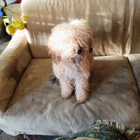 Cucciolo barboncino toy