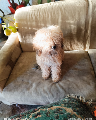 Cucciolo barboncino toy