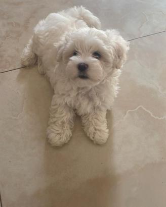Maltesina