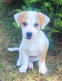 Jack russell