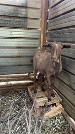 Capra femmina giovane