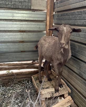 Capra femmina giovane