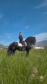 Stallone Frisone Super barocco