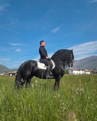 Stallone Frisone Super barocco