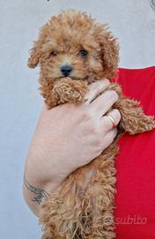 Barboncina Red mini toy