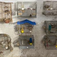 Vend in blocco 8 gabbiette e 16 bengalini