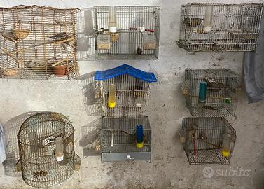 Vend in blocco 8 gabbiette e 16 bengalini