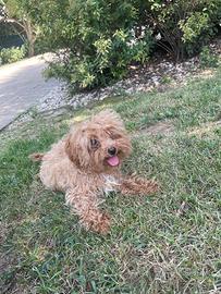 Cuccioli barboncino toy