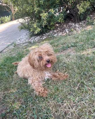 Cuccioli barboncino toy