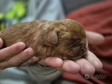 Cuccioli Cavalier King Charles Spaniel