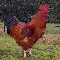 Gallo