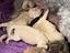 Immagine 5