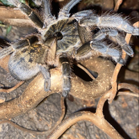 Tarantola Ceratogyrus darlinghi