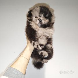 Pomerania spitz nano coreano blu merle
